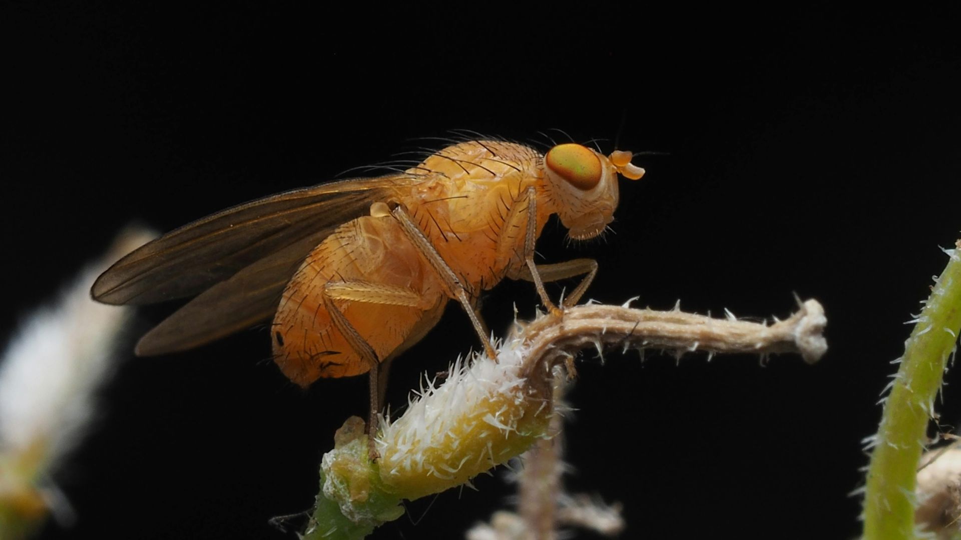 Moscas, vermes e leveduras para entender humanos?